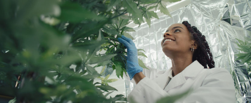 Commercialising cannabis offers huge opportunities for employment and economic growth